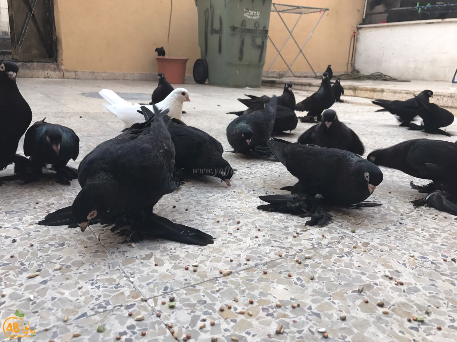 zohdi 3ashoor 7amam (8).jpg